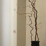 特蕾西娅泰勒公寓式酒店 公寓式酒店